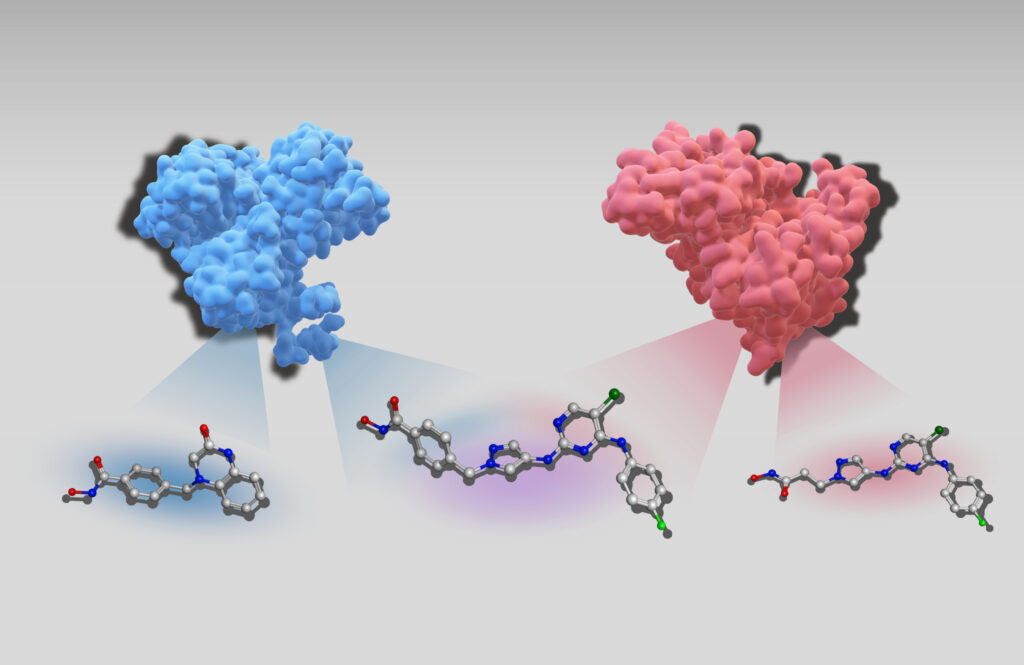 3D visualization showing the structures of two target proteins: Histone Deacetylase 6 in blue and Tyrosine-Protein Kinase JAK2 in red. Each protein is paired with its selective inhibitor. A dual inhibitor in the center is highlighted, indicating its ability to simultaneously bind to both proteins, demonstrating the AI model’s predictive capability for dual-target compounds. 