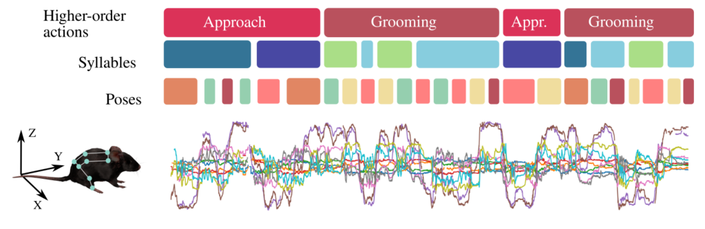 Why do we Need AI to Quantify Animal Behavior? 4 fig3 hierarchical nature behavior clean - Lamarr Institute for Machine Learning (ML) and Artificial Intelligence (AI)